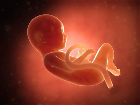 妊娠9ヶ月目 妊娠32～35週の胎児の様子・母体症状や気を付けること 妊娠 早産 妊娠中期
