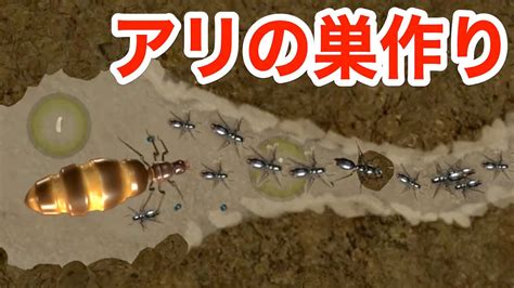 女王アリが巣を見つけるところから始まるアリコロニーゲーム Ant Queen YouTube