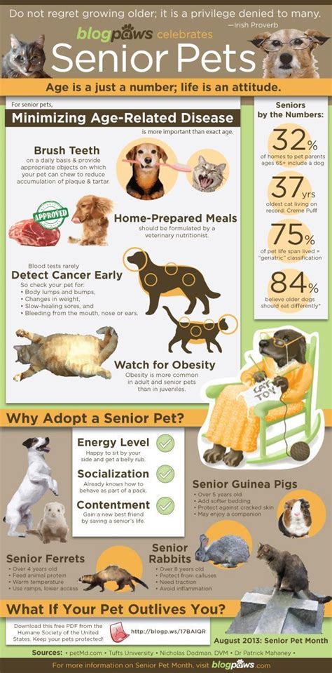 Older Dogs Health Problems Dog Health Problems Animal Infographic