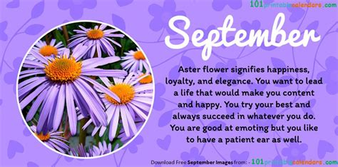 September Birth Flower Aster Artofit