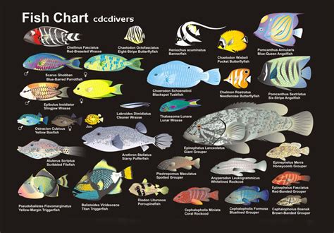 Fish Identification Chart Fish Chart Fish Sea Fish