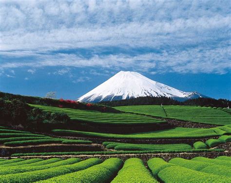 Discover The Japanese Green Tea Paradise In The Shadow Of Mt Fuji