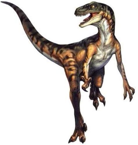 Velociraptor Wiki Amino Paleontología Amino