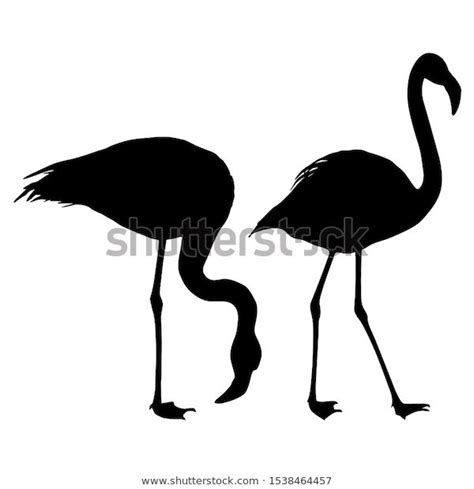 Find Silhouette Bird Flamingo On White Background Stock