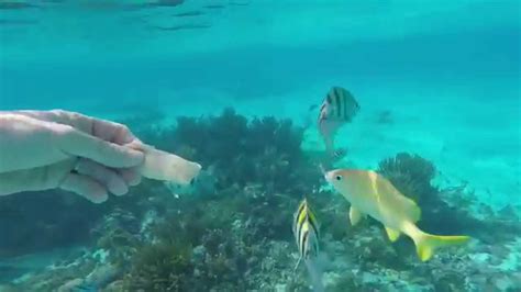Grand Cayman Snorkeling 2014 In The Coral Gardens Youtube