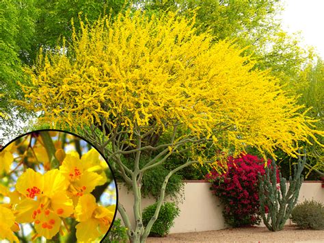 The Top 5 Yellow Flowering Trees