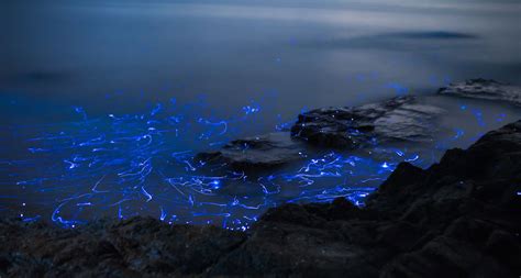The Sea Fireflies Live In Japan