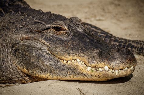 Alligator Reptile Missisipi Free Photo On Pixabay Pixabay