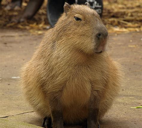 Hydrochoerus Capybara