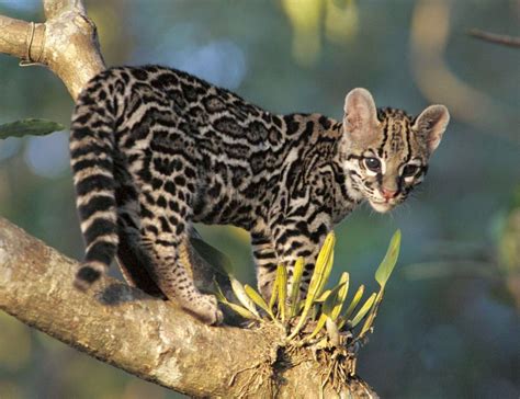 Young Margay Leopardus Wiedii A Small Nocturnal Wild Cat Native To