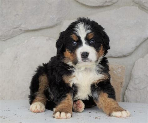 They are strong, agile, and highly intelligent. View Ad: Bernese Mountain Dog Puppy for Sale near Ohio ...