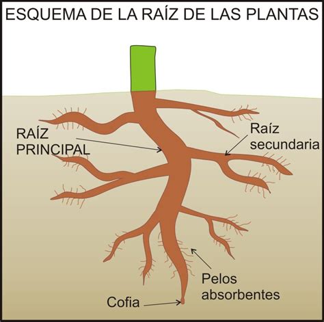 Quimica Y Biologia La RaÍz