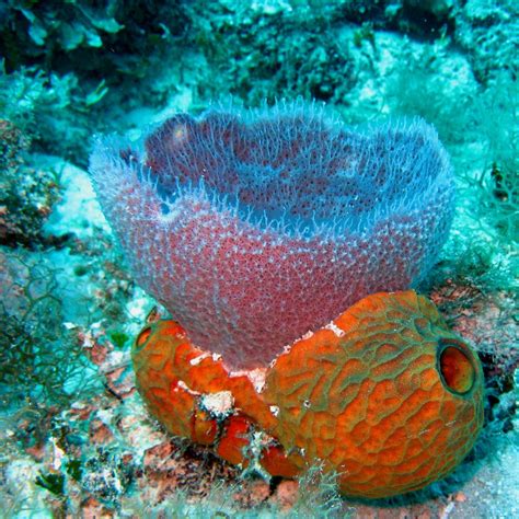 Pretty Porifera Colorful Sponges On A Tropical Reef Rose Flickr