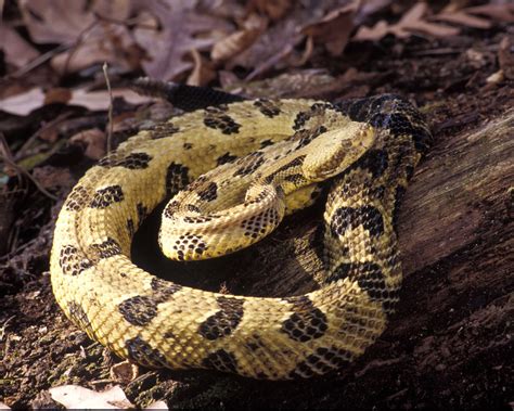 History And Politics By Dennis A Wilson Rattlesnakes In Wisconsin