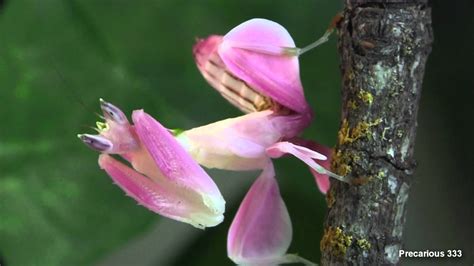 A selection of mantis species for collectors : Orchid Mantis - Super PINK! - YouTube
