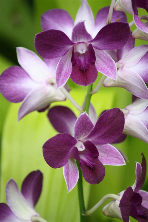 Purple Orchid Orquídeas Orquidea Natureza