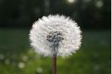 White Dandelion Flower in Close Up Photograph · Free Stock ...
