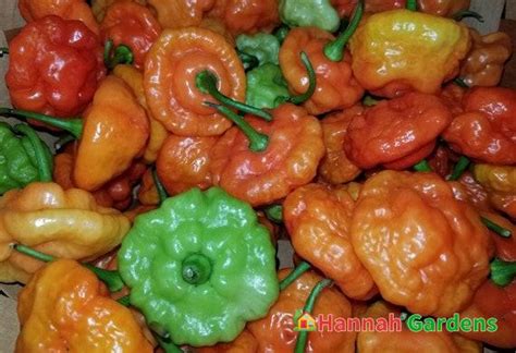 50 Seeds Aji Dulce Puerto Rico Rainbow Pepper Seeds Ajicito Ajíes