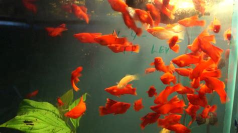 Young Albino Blood Red Swordtails Youtube