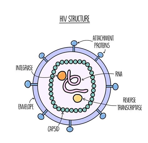 Immune Response Edexcel A The Science Hive