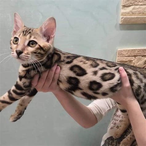 Adorable Bengal Kitten Looking For New Home For Sale Adoption From