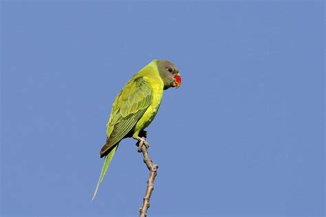 Parrot Encyclopedia Grey Headed Parakeet World Parrot Trust