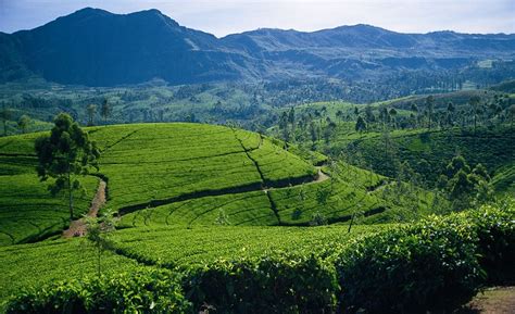 Ceylon Tea Based Tourism Promises Huge Growth Potential Edb Blog