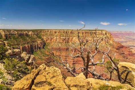 Trees On The Edge Of The Grand Canyon Arizona Usa Stock Image Image