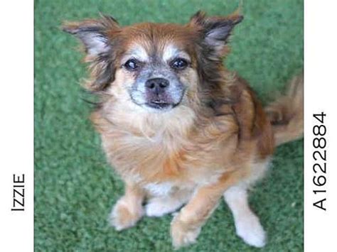 If you fall in love, get an adoption application in to us. Los Angeles, CA - Chihuahua/Pekingese Mix. Meet IZZIE, a ...