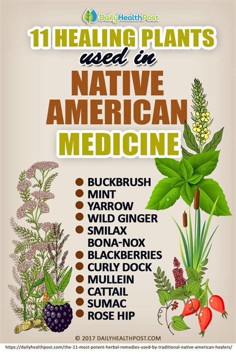 11 Healthy Plants Used In Native American Medicine Plants Healing