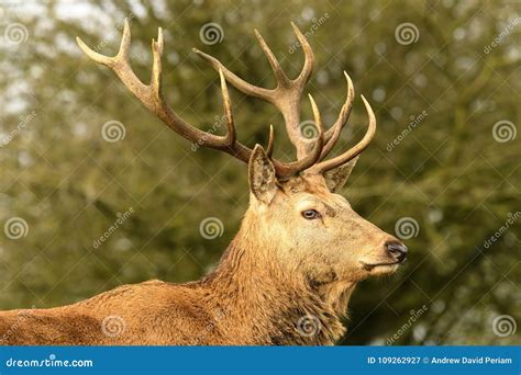 Stag Deer With Antlers Stock Image Image Of Beautiful 109262927