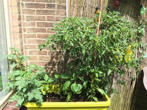 Choosing pepper varieties by growth habit helps you plan out your space. Project Peperplant