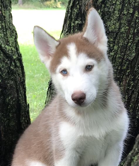 Browse our siberian husky puppies and bring this beautiful breed into your family! Siberian Husky Puppies For Sale | Brainerd, MN #309381