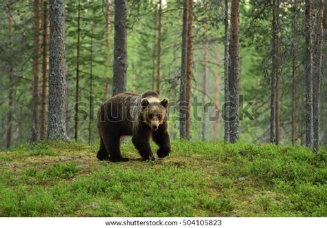Brown Bear Forest Images Stock Photos Vectors Shutterstock