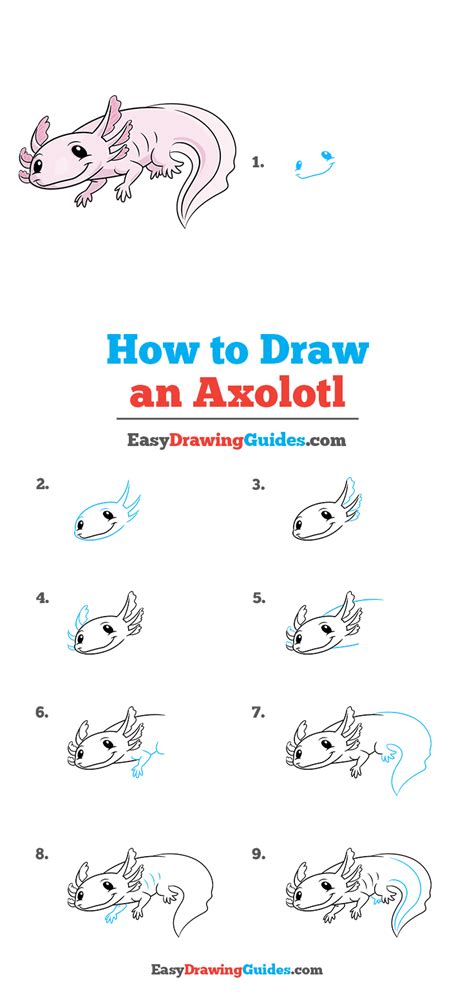 Kitchen table decor / pin on coffee shops. Axolotl Drawing Easy - How To Draw An Axolotl Youtube ...