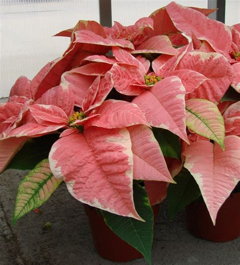 Poinsettia plants are less toxic than once believed. Poinsettia Plant Care Instructions with List of Types ...