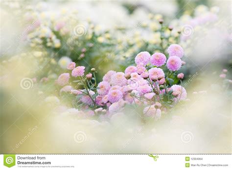 Beautiful Purple Flowers As Dream Background Stock Images