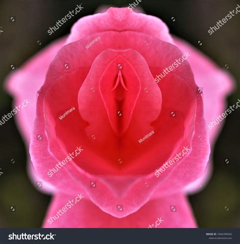 Sex Pussy Vulva Clitoris Vagina Orgasm Stock Photo