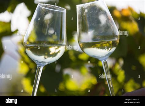Toasting With Two Glasses Of White Wine In The Vineyard Wine Glasses