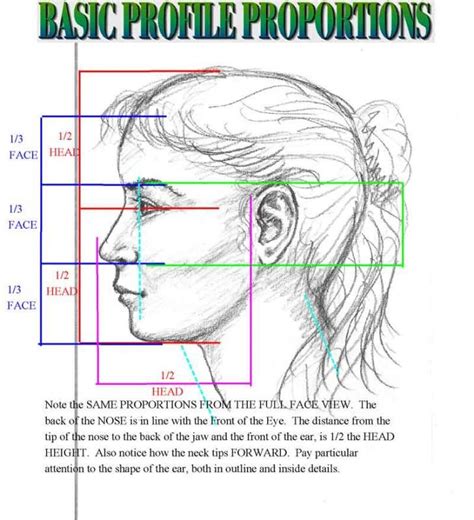 Face Proportion Drawing At Getdrawings Free Download