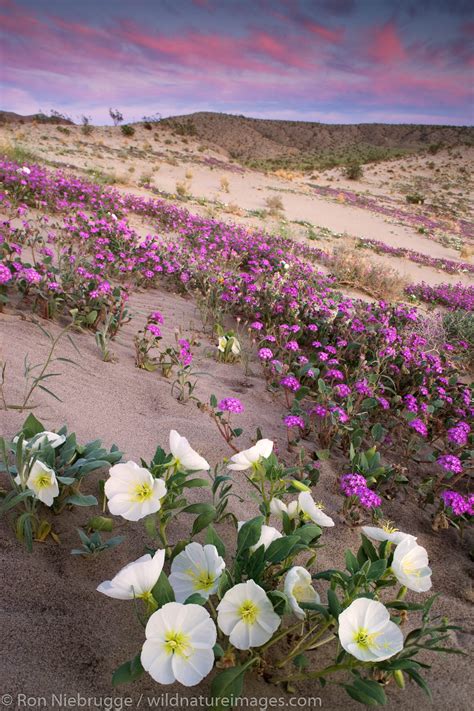 Anza Borrego Wildflowers Anza Borrego Desert State Park California