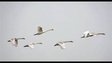 flying swans - march 2012 - YouTube