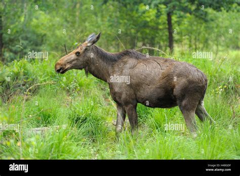 Moose Elk Alces Alces Cow In Forest Germany Stock Photo Alamy