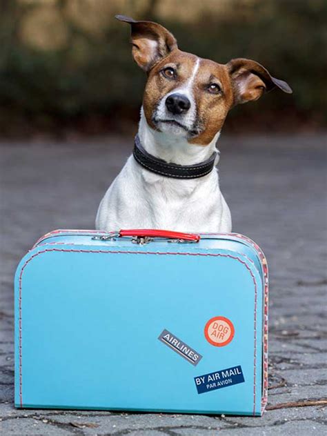 So one of the joys of having a dog is being able to travel with it. What You Need to Know for Traveling With Your Dog By Plane