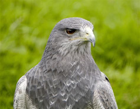 Grey Hawk Closeup Image Free Stock Photo Public Domain Photo Cc0