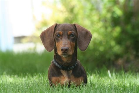 🥇 Perro Salchicha Mini Guía Especializada 2024 ️