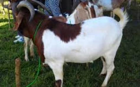Kambing boer mula berada di negara ini selepas dibawa oleh mardi pada tahun 2001 dari afrika gambar kambing di kandang saya 2 9 2007 projek ternakan kambing mampu milik rakyat malaysia amin agrotech farm sa0061956 w. Jenis-Jenis Kambing Yang Biasa Dibudidayakan di Indonesia ...