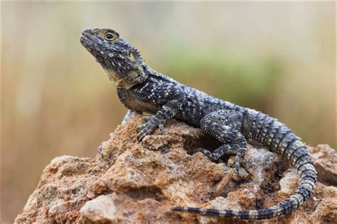 Starred Agama Pet Lizards Reptiles Animals