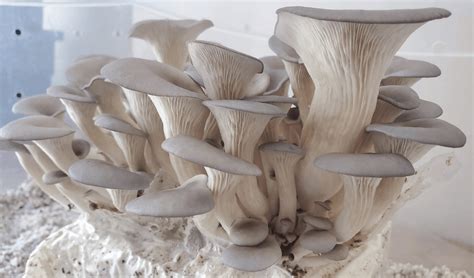 Mushroom Growing Kits Complete Guide Reviews And Top Picks