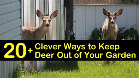 20 Clever Ways To Keep Deer Out Of Your Garden Deer Resistant Plants